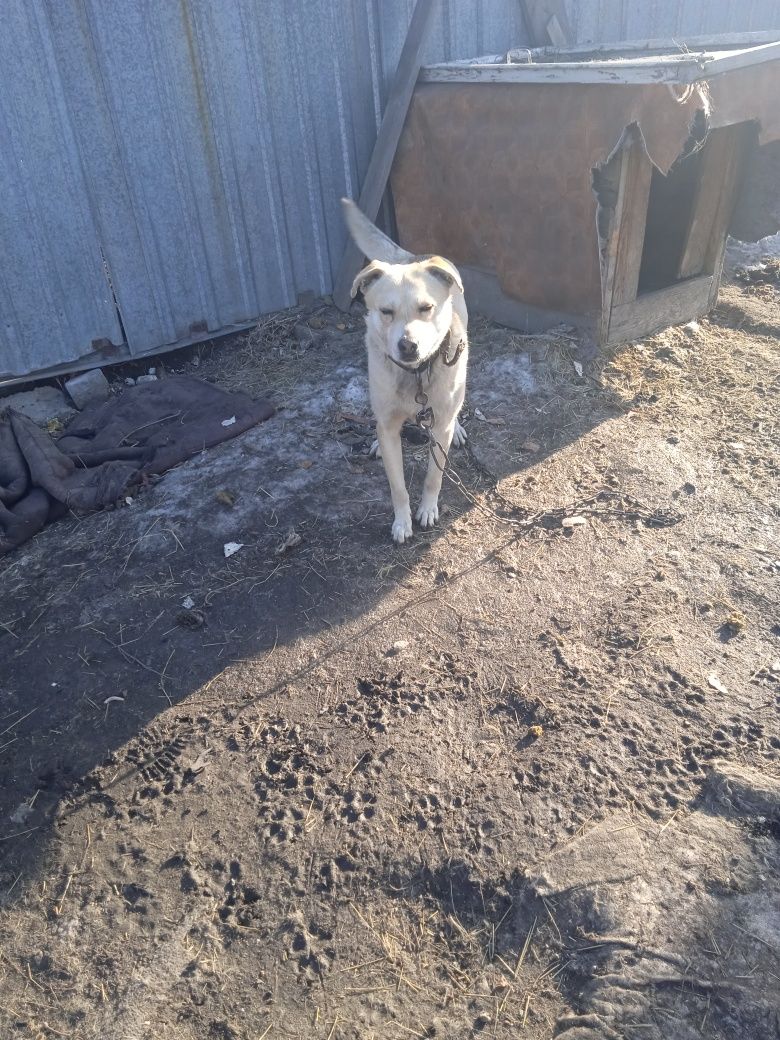 Отдам собаку бесплатно