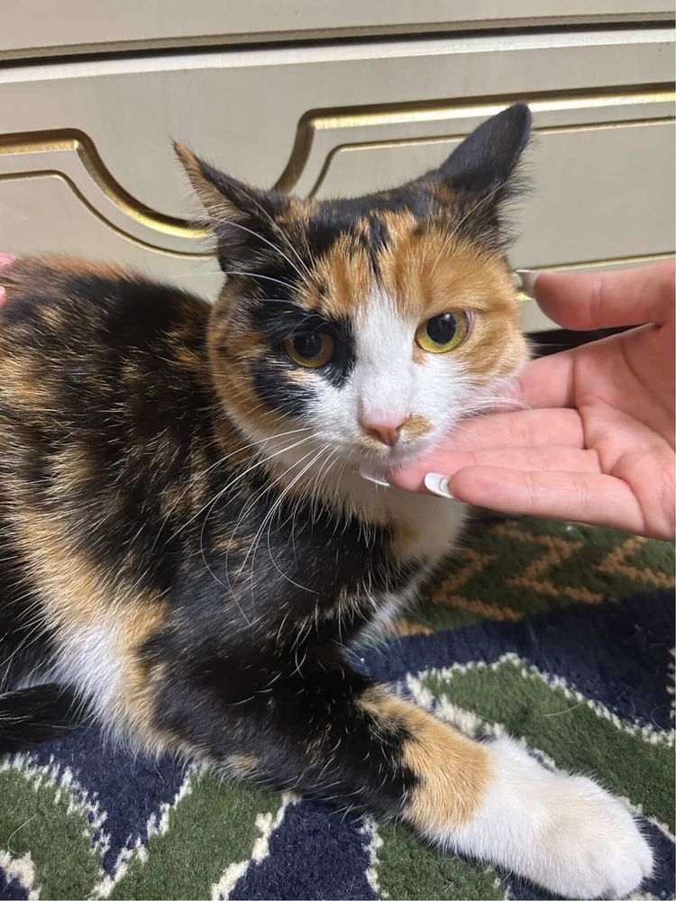 Кошка потерян ((