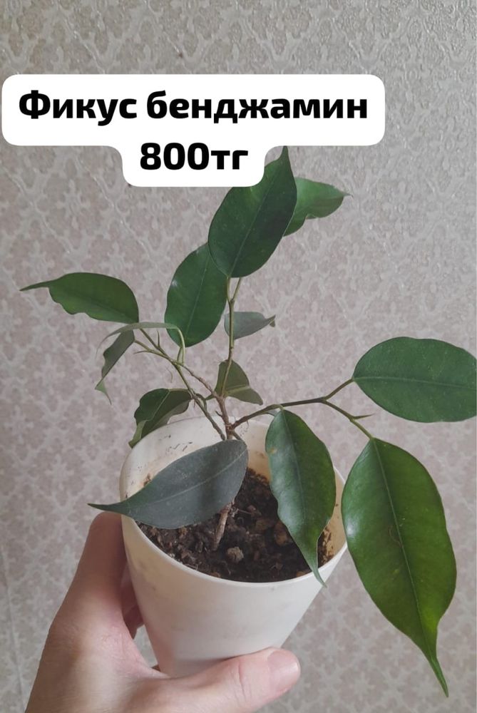 Үй гүлдері|Бөлме гүлдері