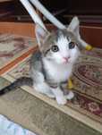 Котята Кызылорда