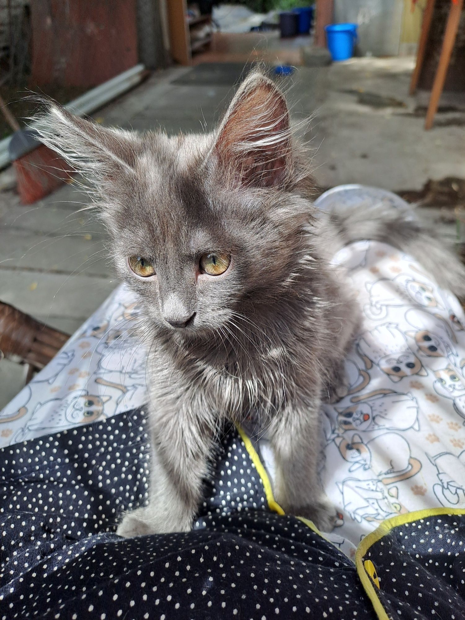 Отдам котейку в любящую животных семью