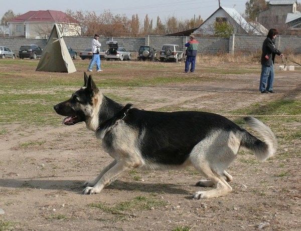 Кинолог, Дрессировка, Зоогостиница, Подготовка собак к выставке, Вязка
