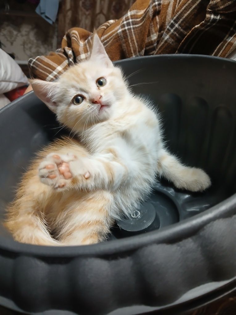Продам котёнка британец