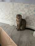 Отдам Кошку с котятами в хорошие руки