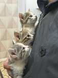Котята 1 месячные