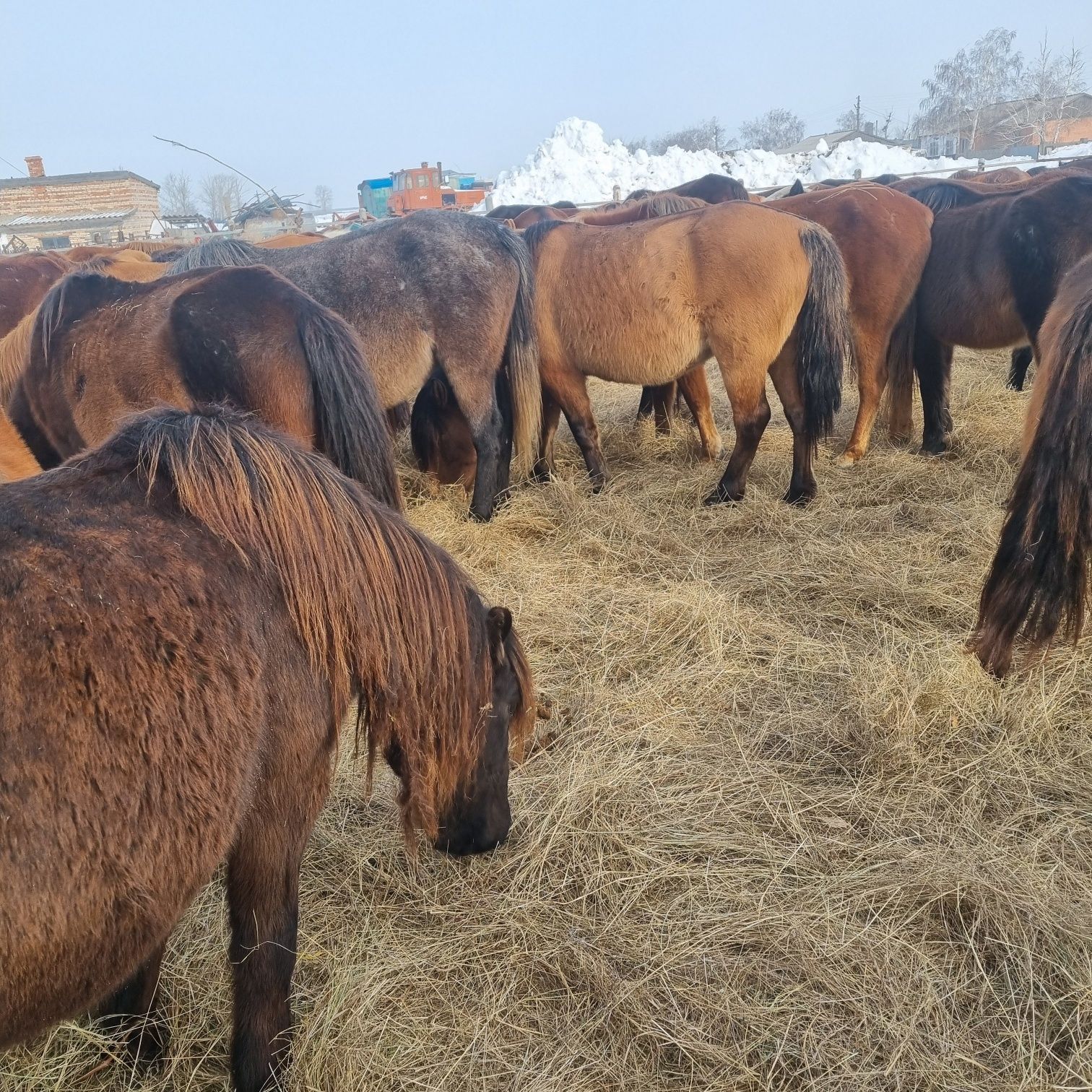 Продам кобыл на развод