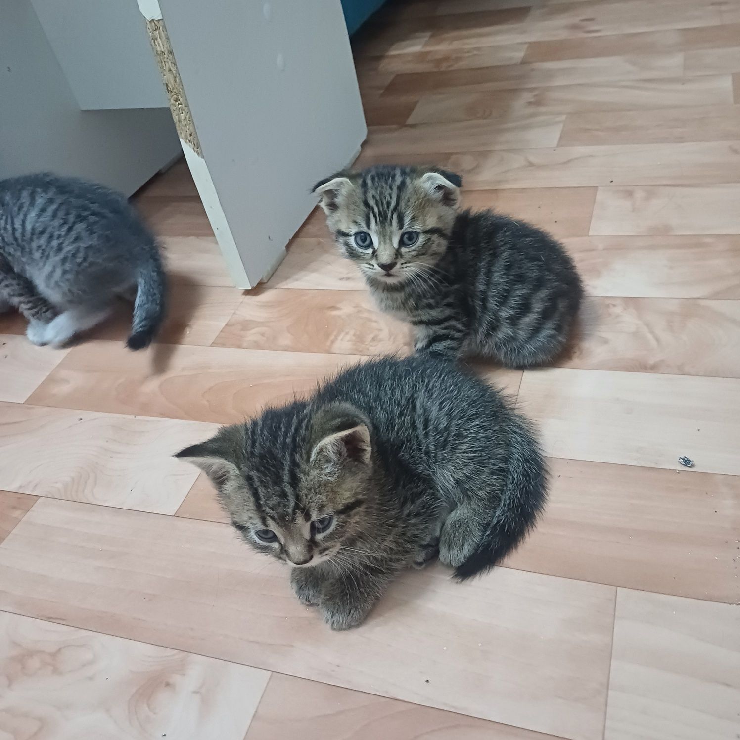 шотландские котята
