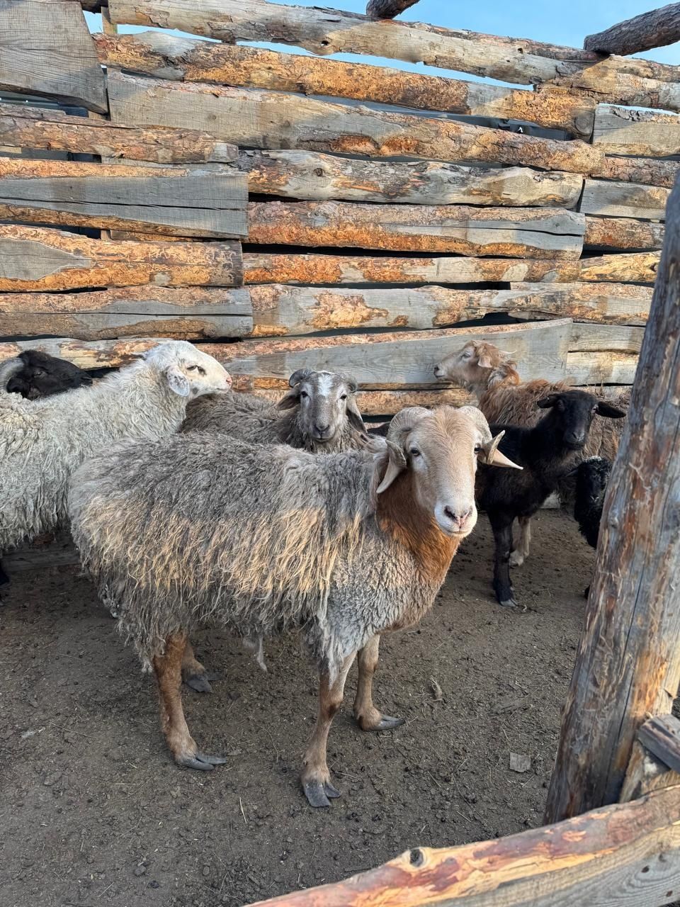 Продам Баранов и овец