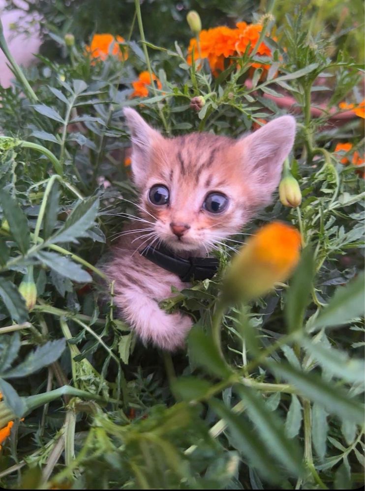 Отдам котят в хорошие руки
