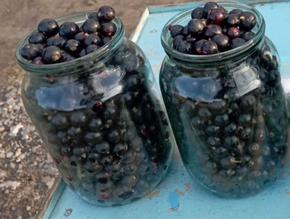 Продам свеже сорванную смародину. Очень крупная