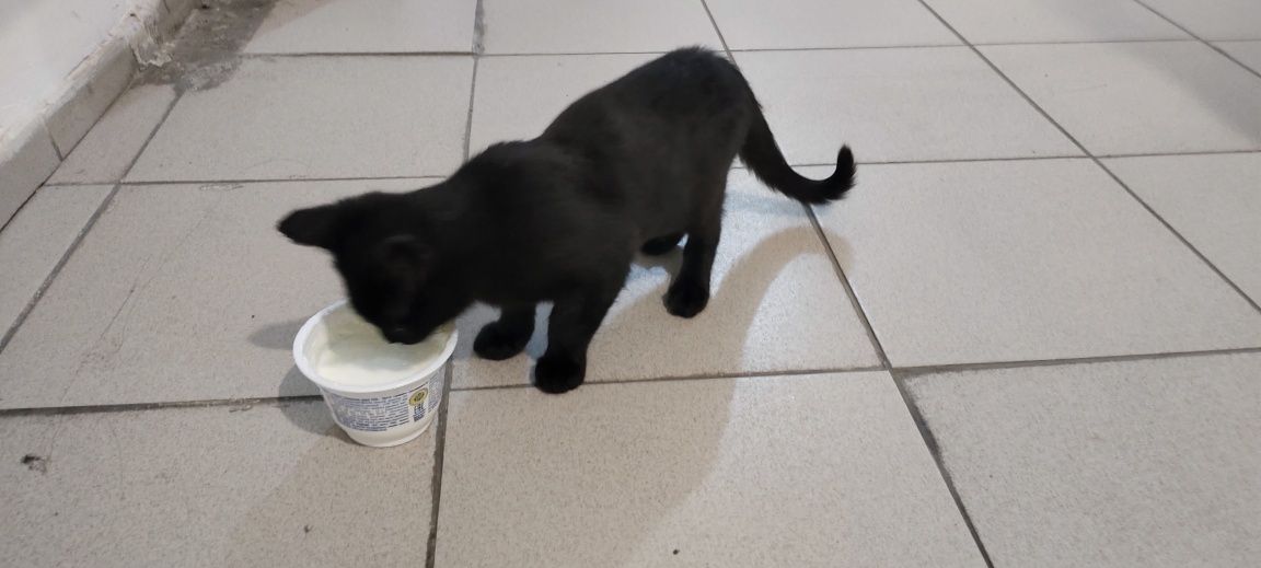 Котенок приносящий удачу
