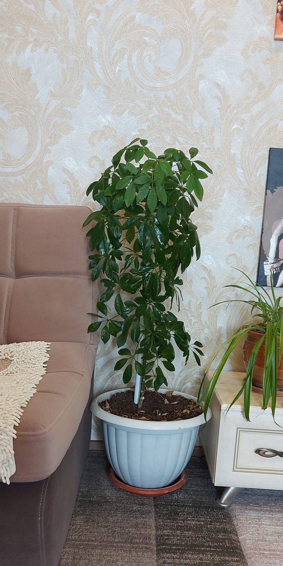 Шеффлера. Красивое комнатное растение