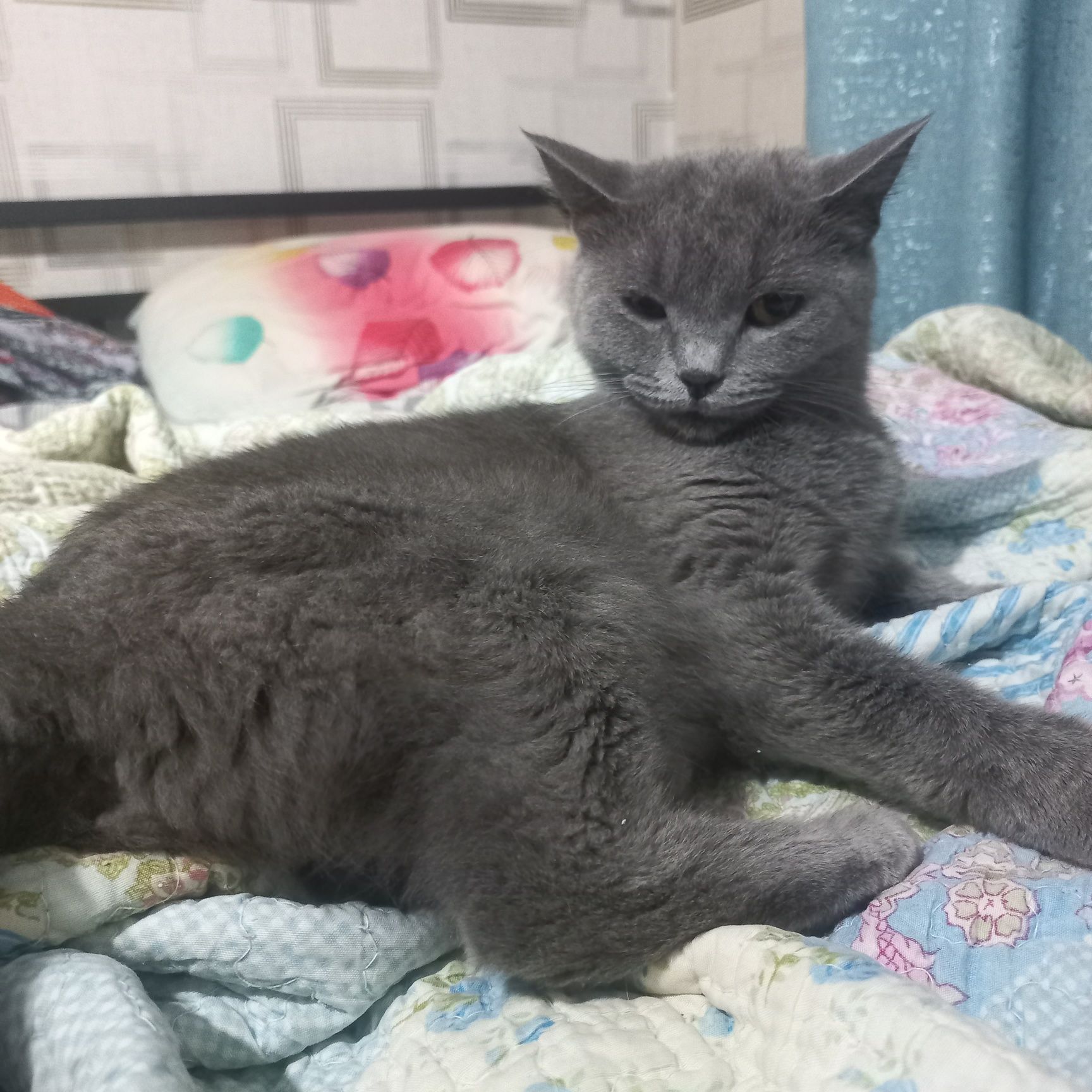 Отдам кошку девочку