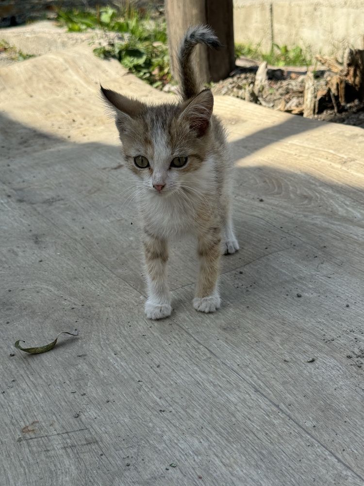 Отдам котят в хорошие руки