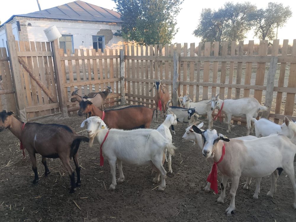 Пародный ешкілер