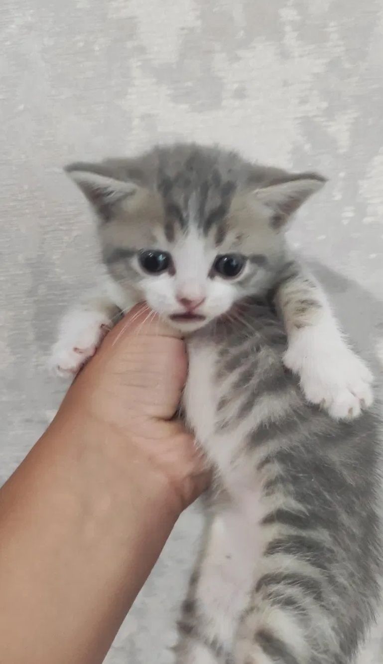 Британские котята мальчики