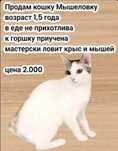 Продам кошку Мышеловку