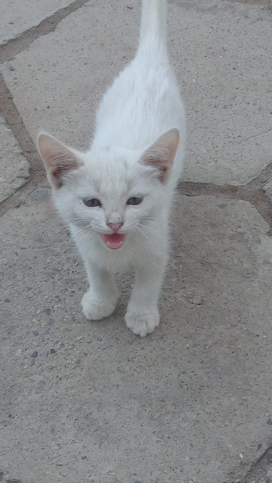 Отдам котят в хорошие руки