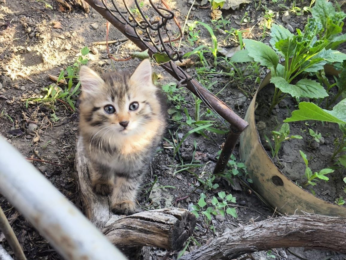 Отдам котят бесплатно