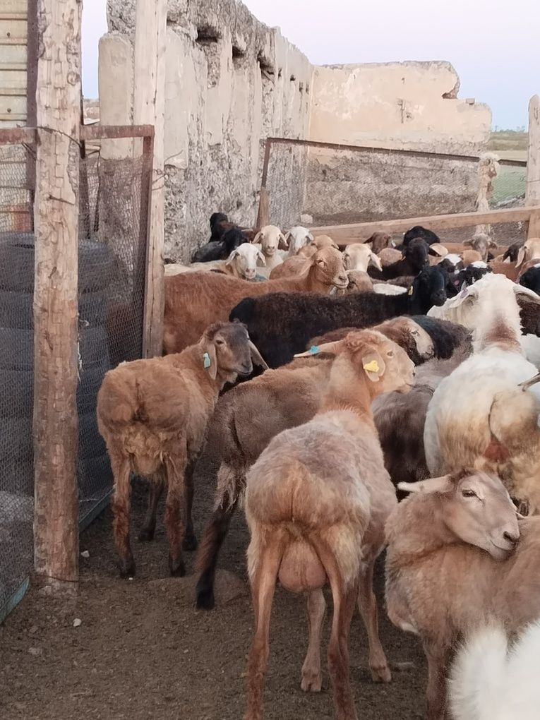Продажа баран разных возраст