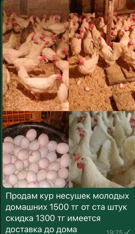 Курицы петухи поросята