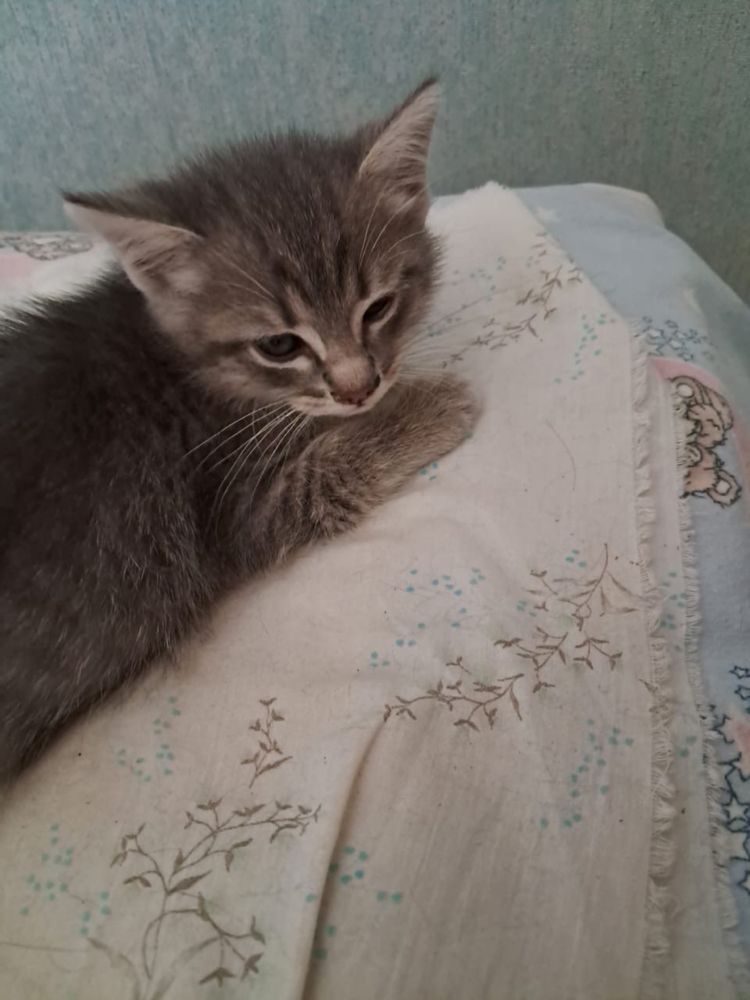 Отдам котят в добрые  руки
