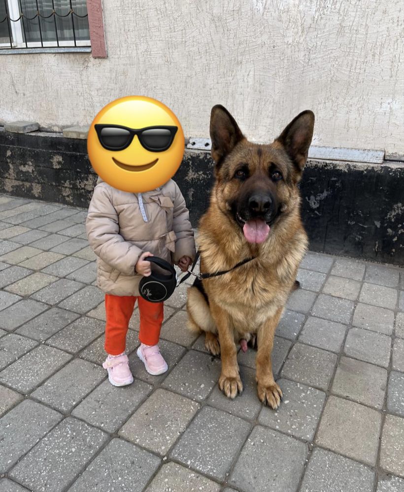 Кобель немецкой овчарки на вязку