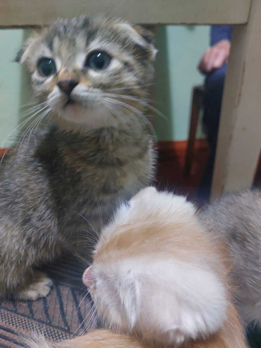 Котята в хорошие,добрые руки