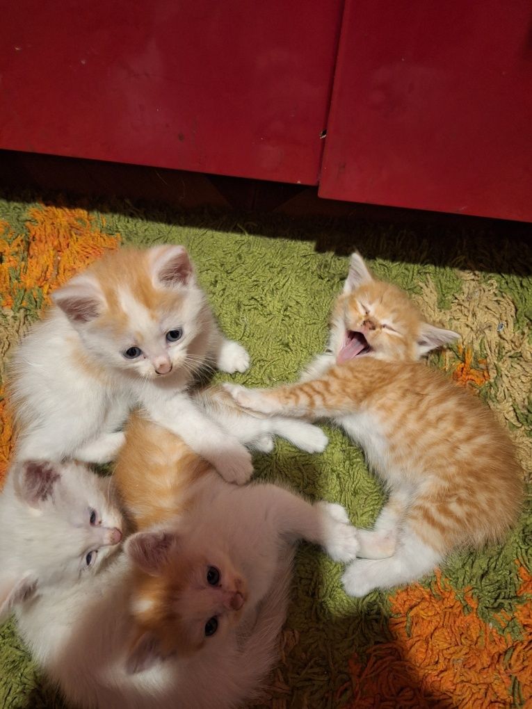 Отдам даром котят