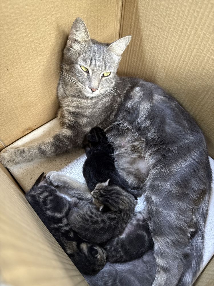 Отдам котенка , котят, кошку