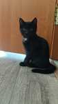 Котёнок девочка.