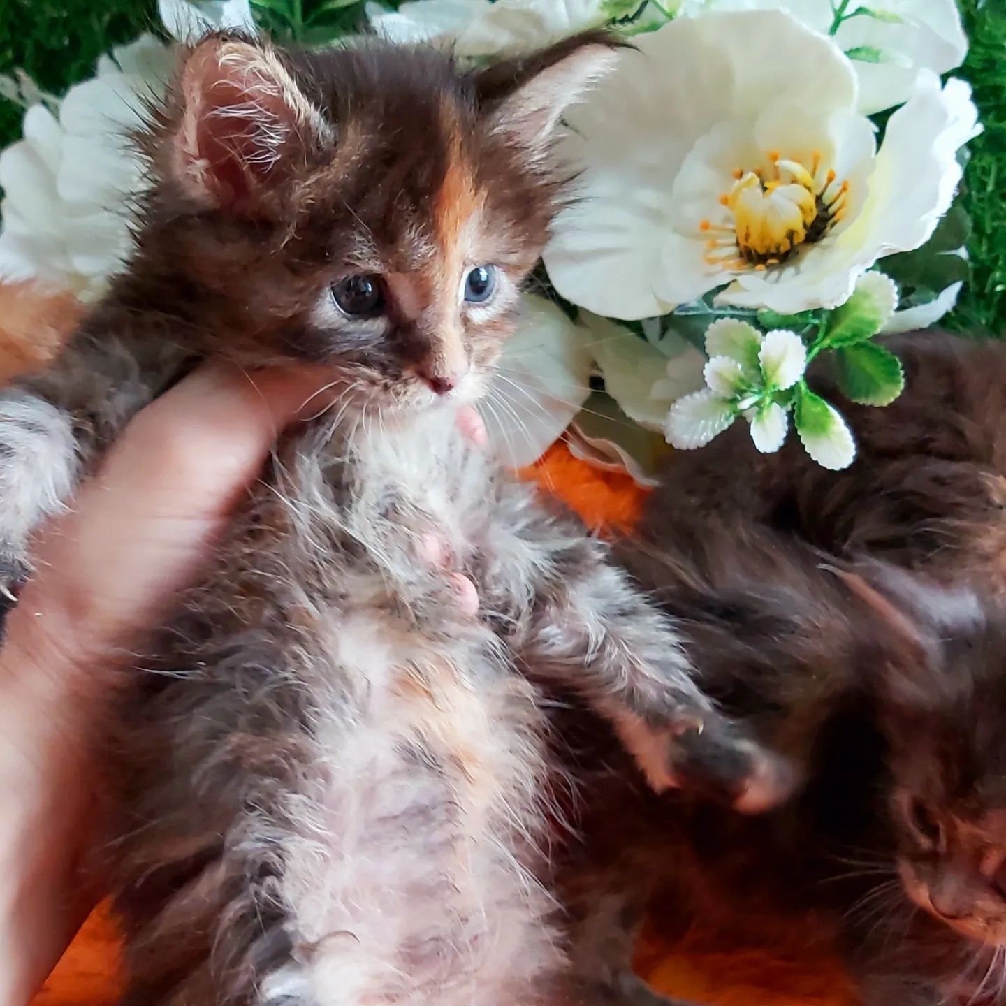 Мейн - Куны !!! Большой ВЫБОР котяток