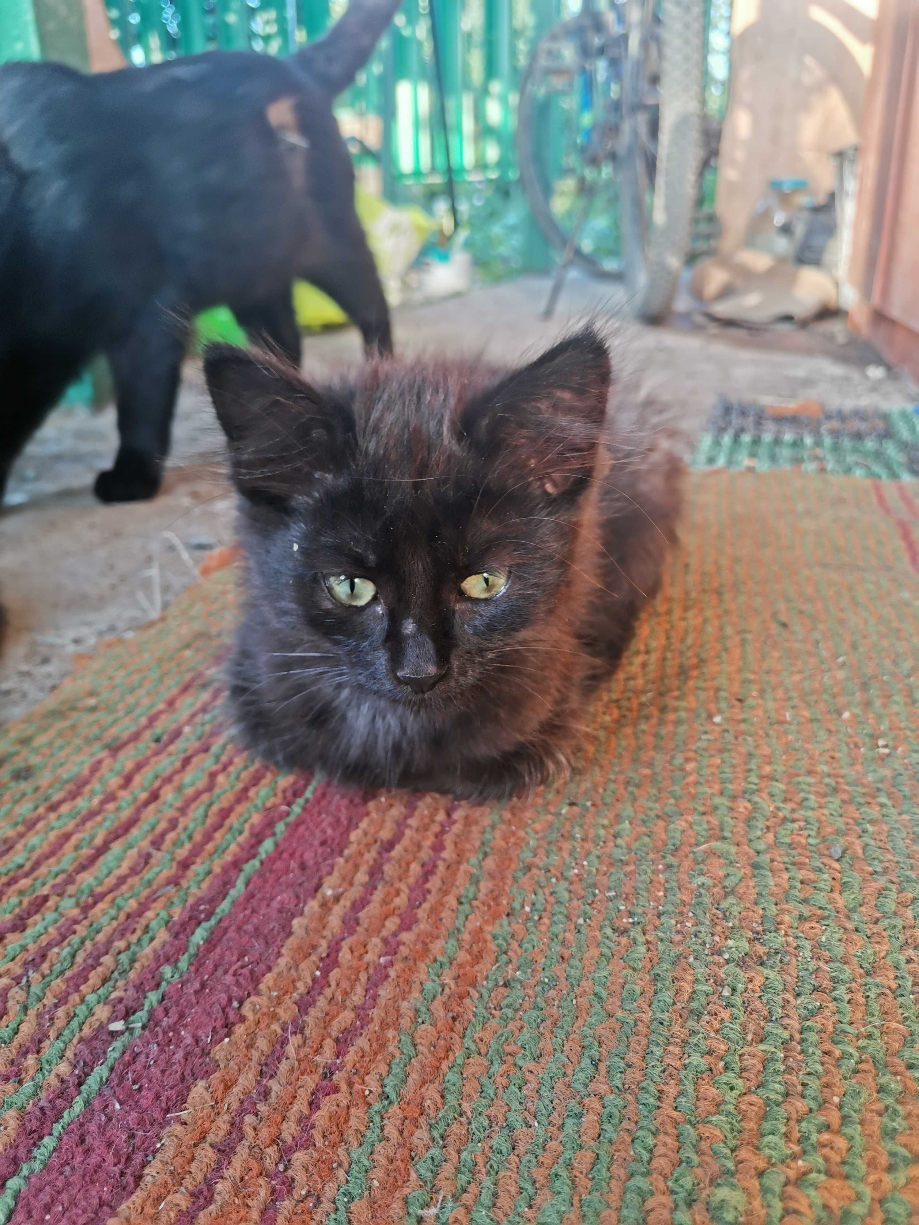 Красивые котята полупородистые