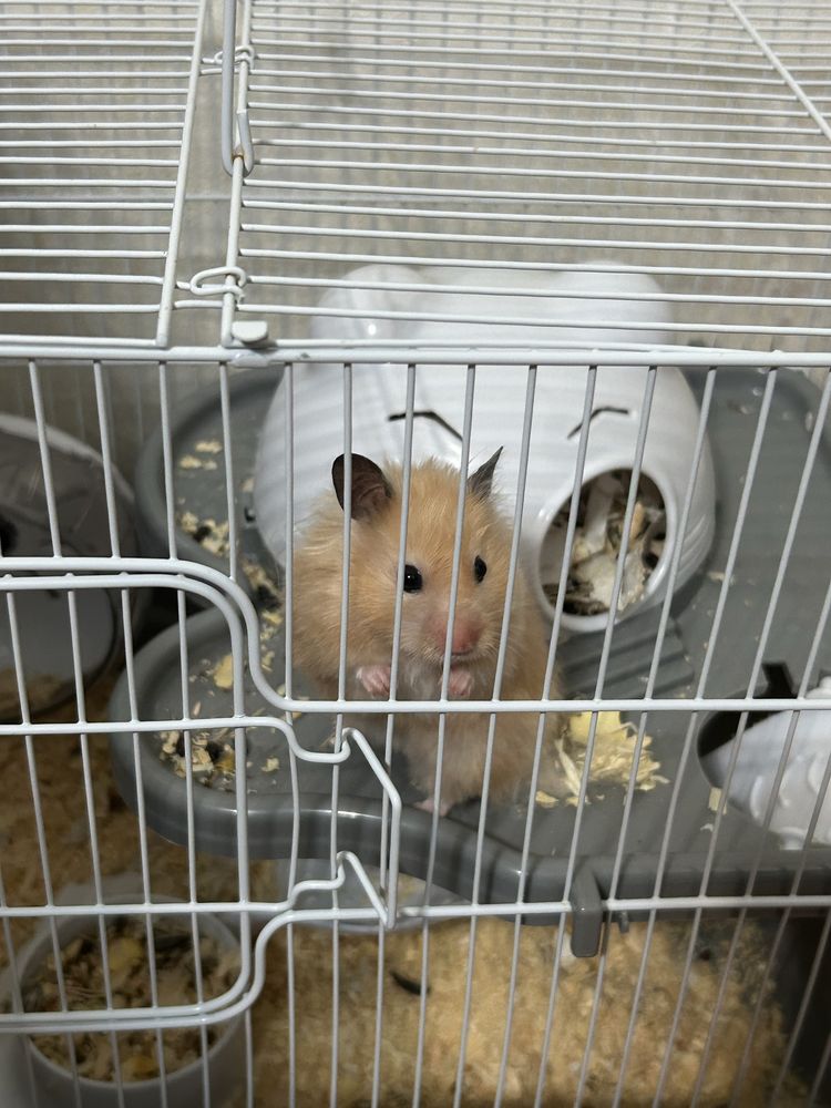 Хомяк с клеткой