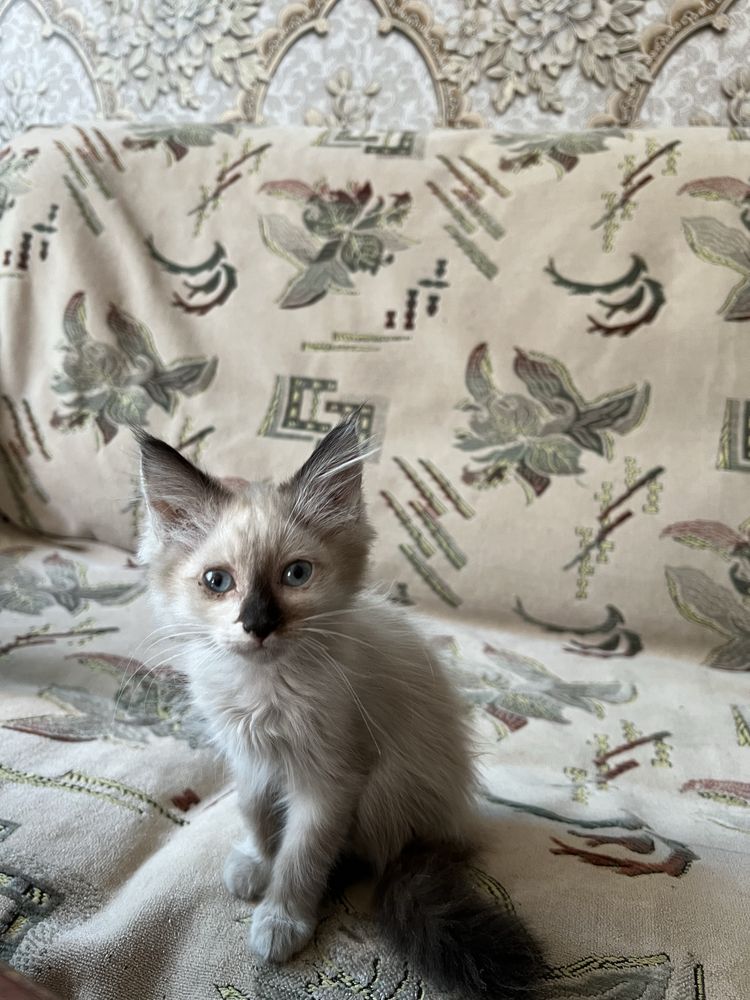 Отдам котят в добрые руки