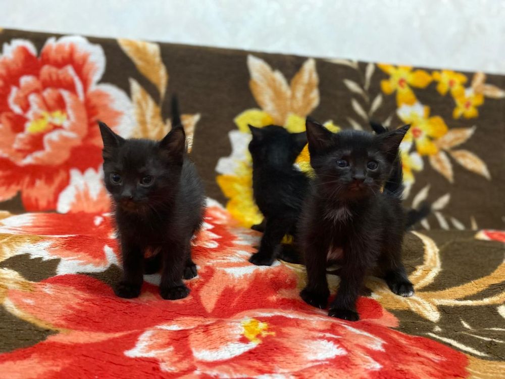 Отдаем черных котят в добрые руки (кот, котенок)