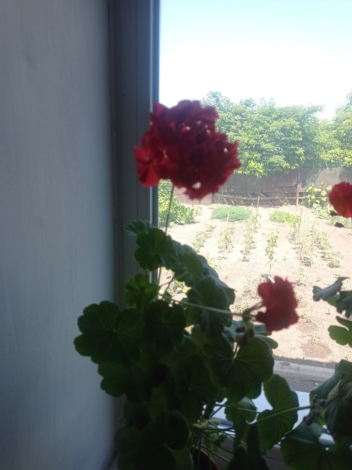 Продам цветущие герани
