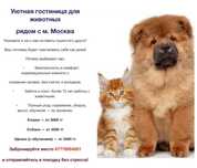 Передержка Vip за 3000т собак и кошек в комфортных домашних условиях.