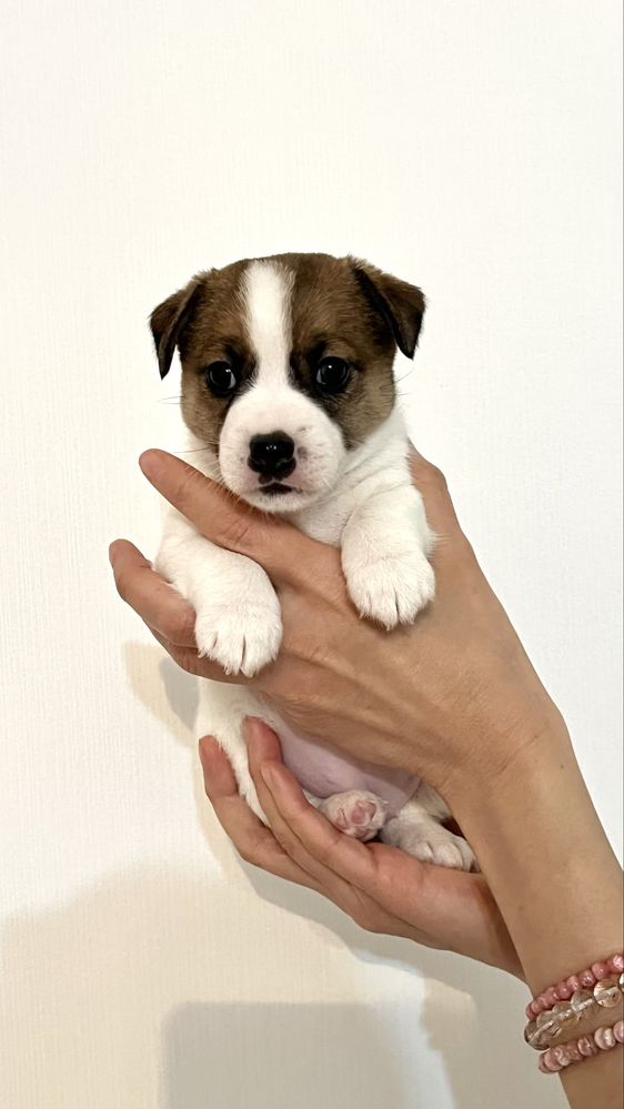 Джек Рассел терьер щенки, СКК, FCI