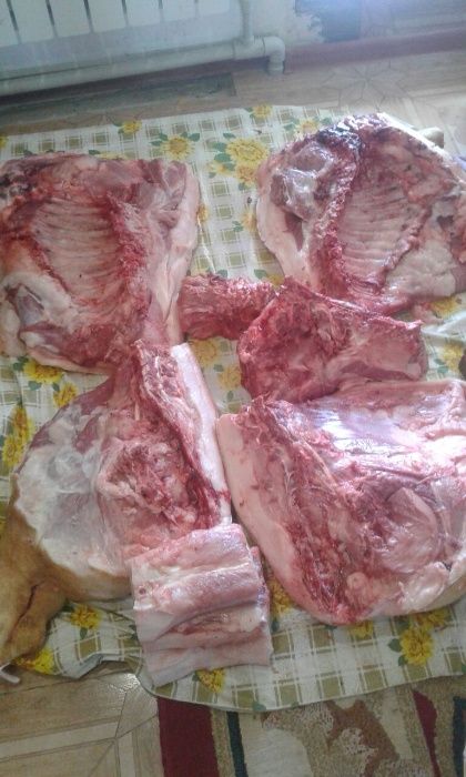 продаю мясо молодняк
