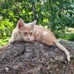 Котенок ищет дом