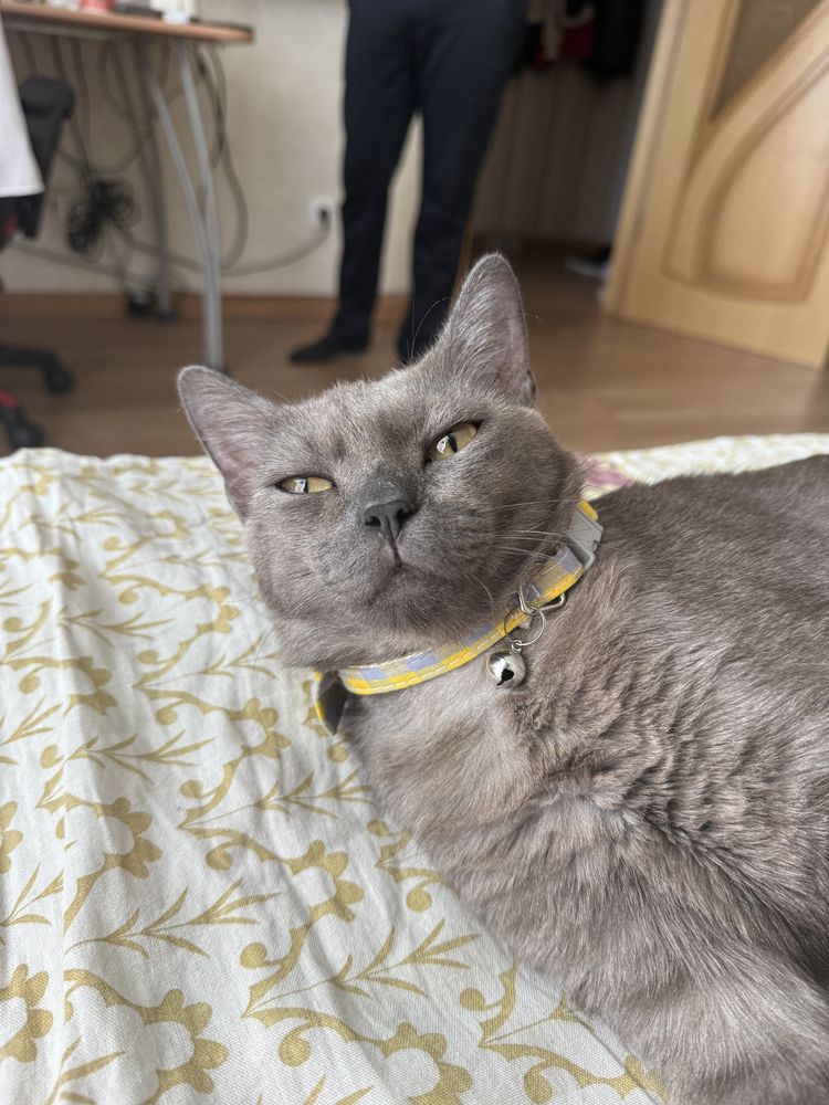 Отдам кота в хорошие руки