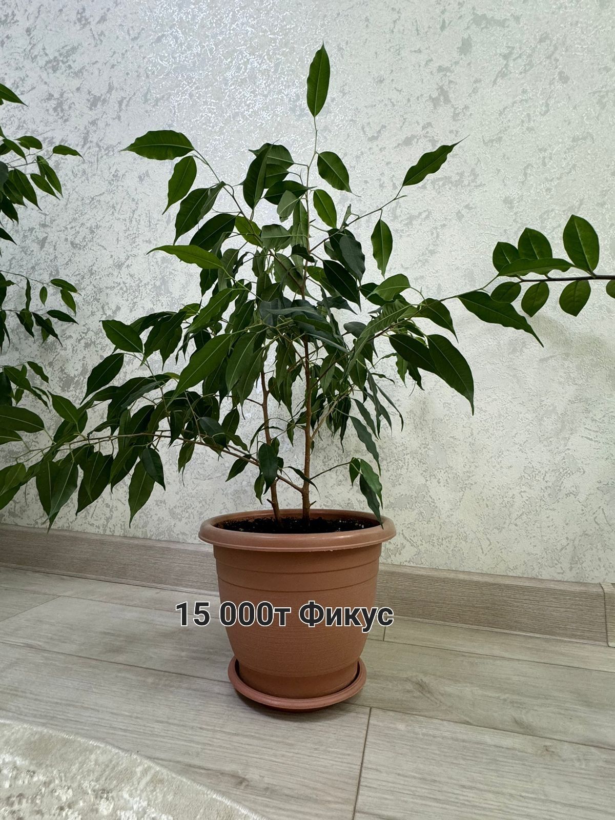 Продам цветы денежные дерева, фикус и т.д.