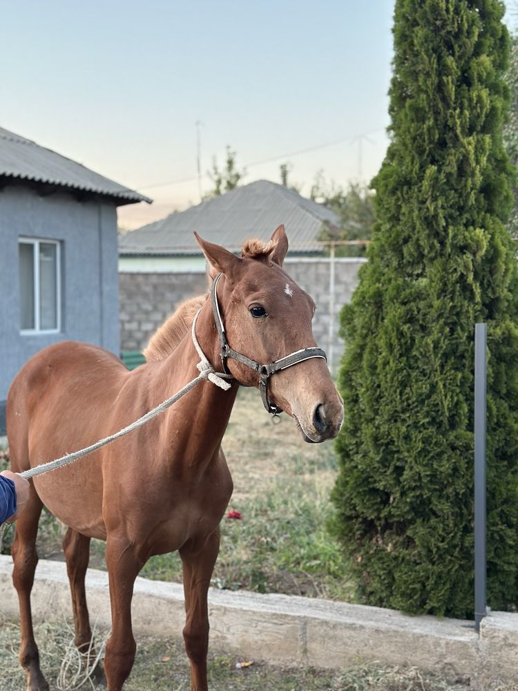 Продам хорошего Тайя !