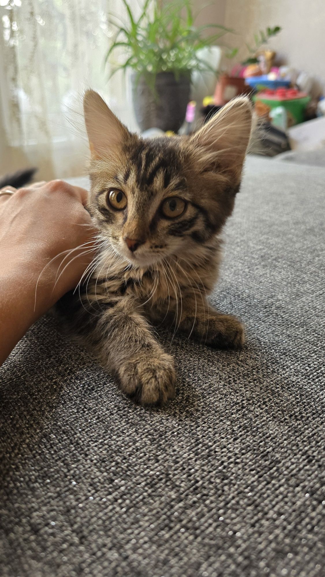 Отдам котётнка в добрые руки