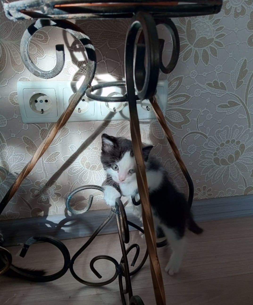 Котята от породистой мамы