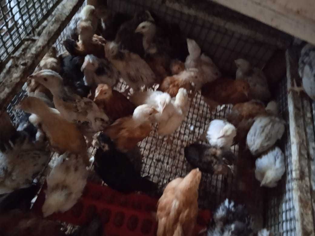 Продам курчат и цыплят