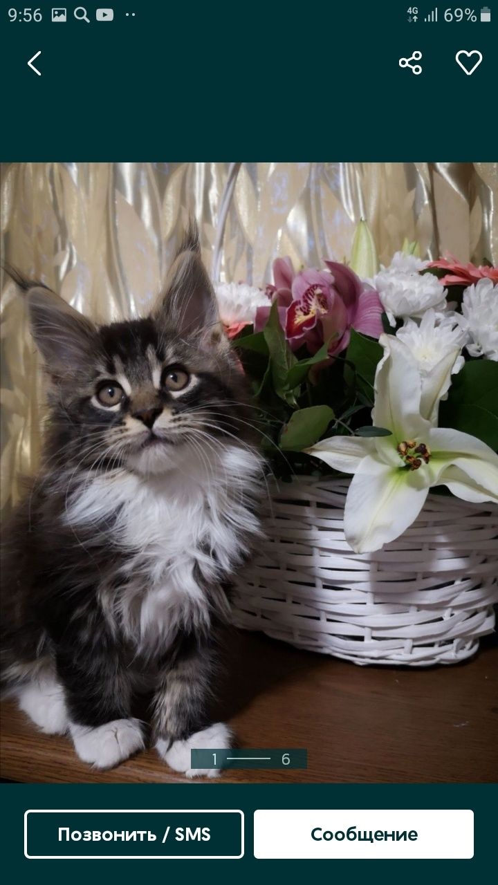 Шикарные котята Мейн-кун с документами
