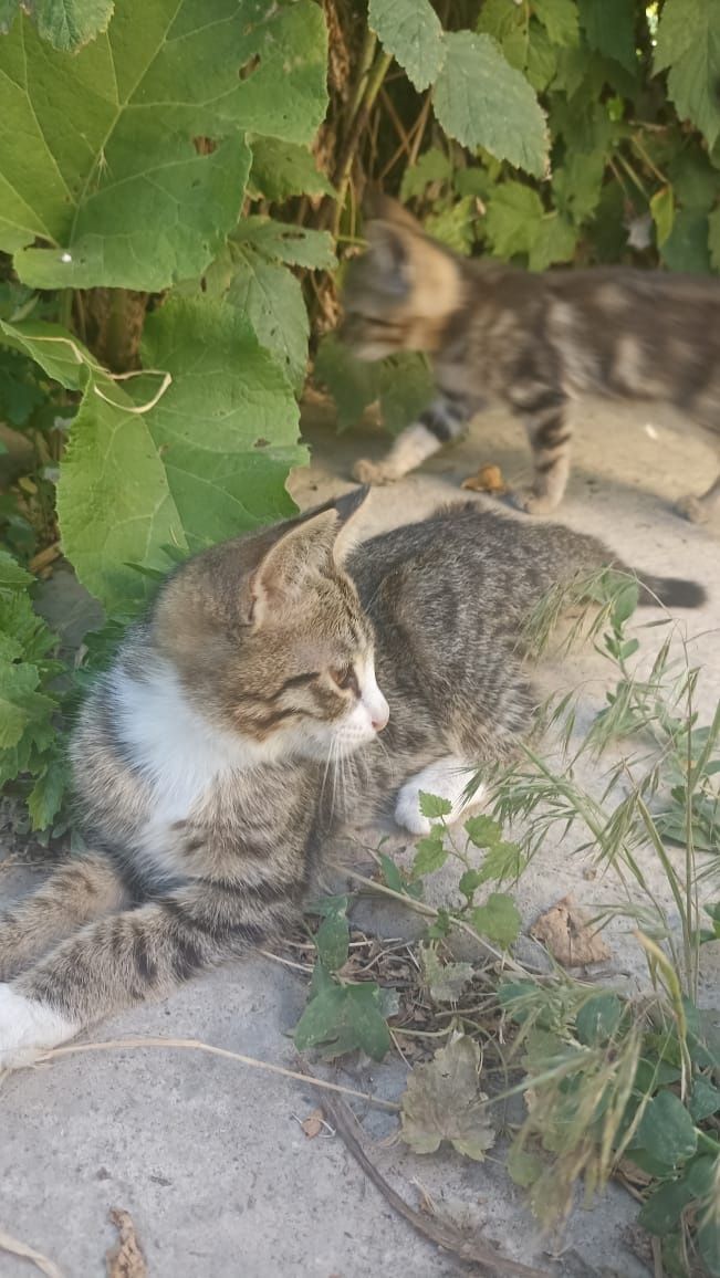 Хорошие котята в добрые руки.