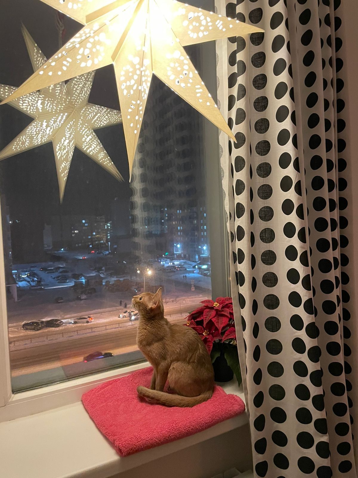 Передержка по одной кошке.